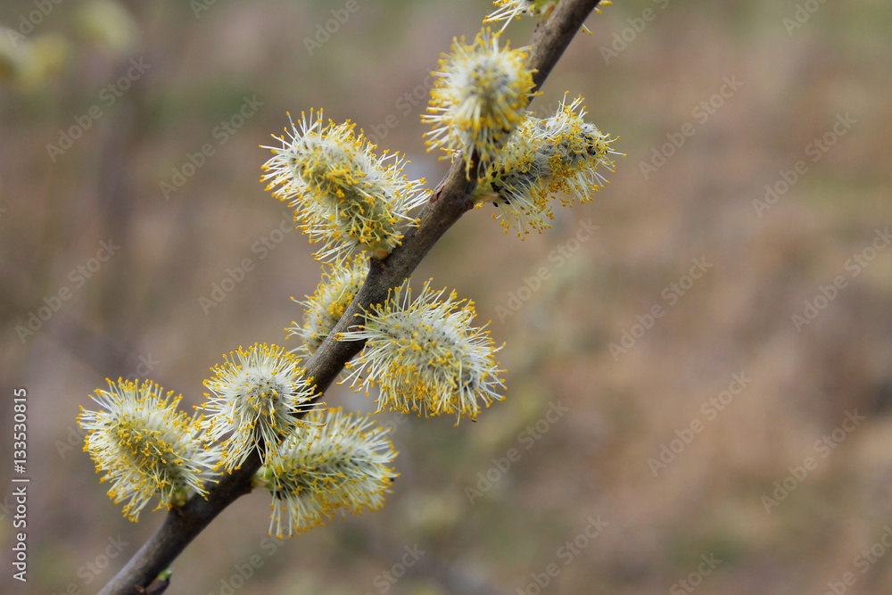 Fototapeta premium Pussy willow branch