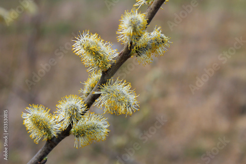 Pussy willow branch