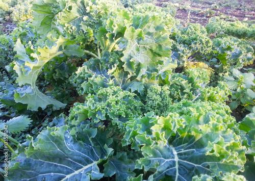 Erntereife Blätter des Grünkohles, Wintergemüse, Kohl, Braunkohl oder Krauskohl (Brassica oleracea var. sabellica L.) photo