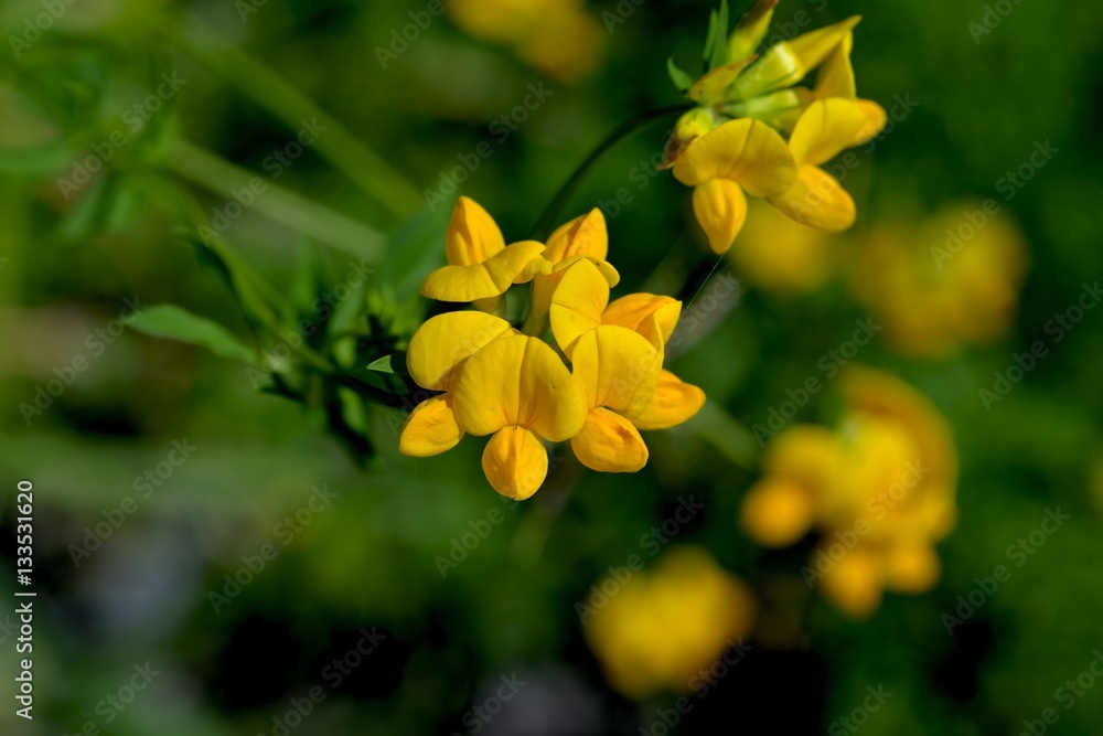 Obraz premium Lotier corniculé (Lotus corniculatus)
