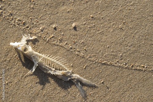 Carcasses of dead fish on the beach in the morning.