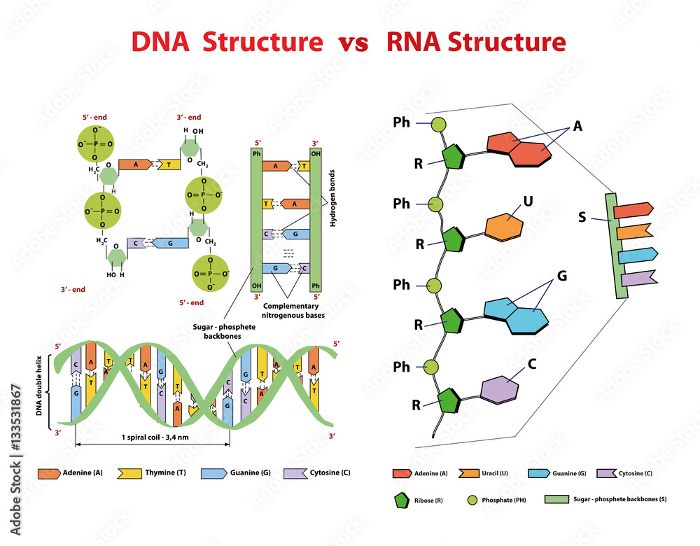 DNA structure vs RNA structure. Nucleotide, Phosphate, Sugar, and bases