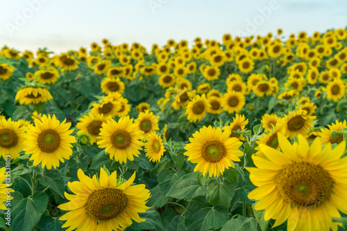 Fototapeta Naklejka Na Ścianę i Meble -  field of blooming sunflowers on a blue sky clouds background. 
colorful sunflowers at bright summer day with copy space.
