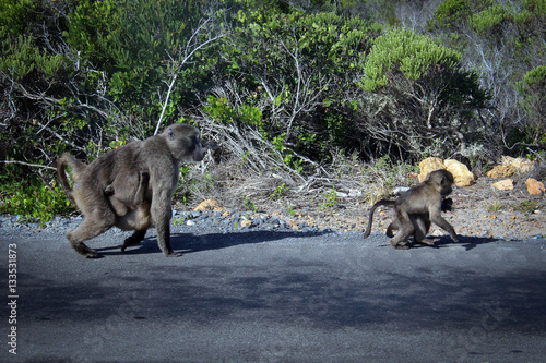 Baboons near the Cape of Good Hope, South Africa © free2trip