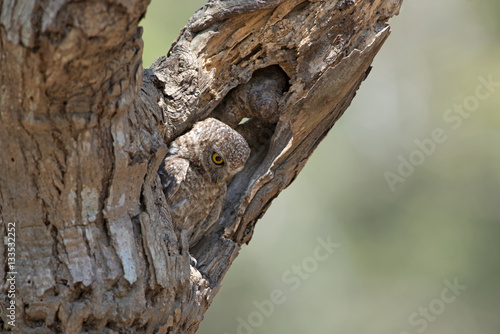 Owl  Spotted owlet  Athene brama  in tree hollow Bird of Thailand