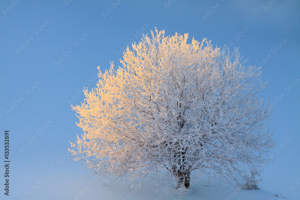 Top view of alone frozen tree on winter field. Top view of alone frozen tree on winter field.