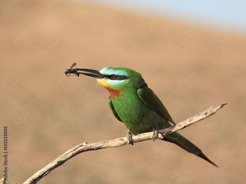 Obraz premium Blue-cheeked bee-eater