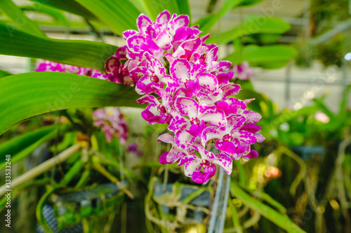 Selective focus. Beautiful Pink Orchids in Orchids garden.