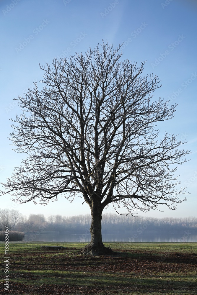 Obraz premium einzelner Kastanienbaum auf einer Wiese im Herbst