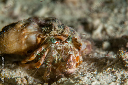 Hermit crab close-up. Sipadan island. Celebes sea. Malaysia.