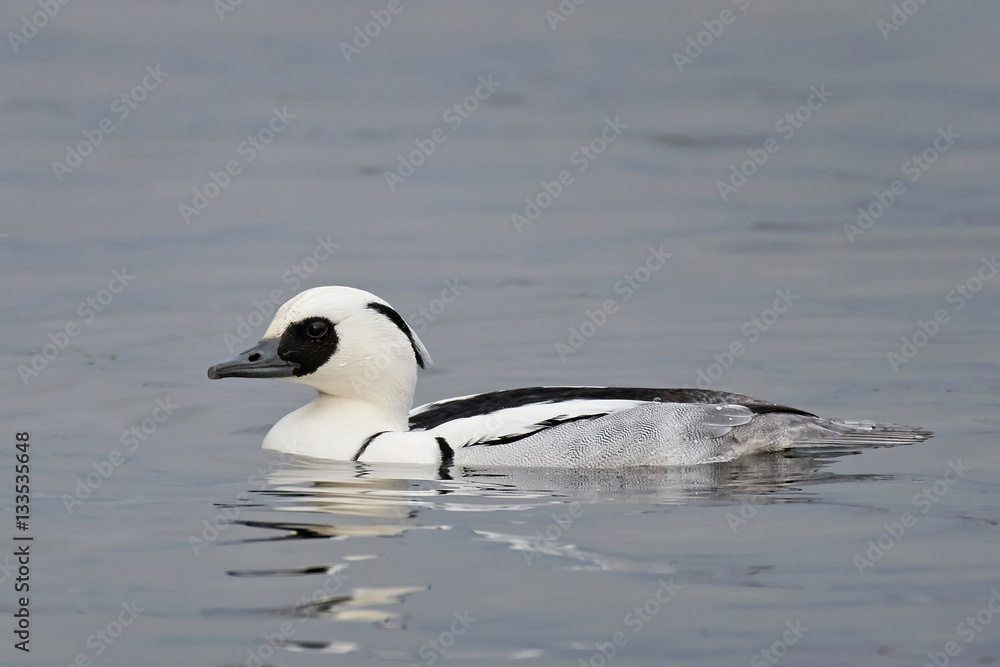 Smew (Mergellus albellus) Smew (Mergellus albellus)