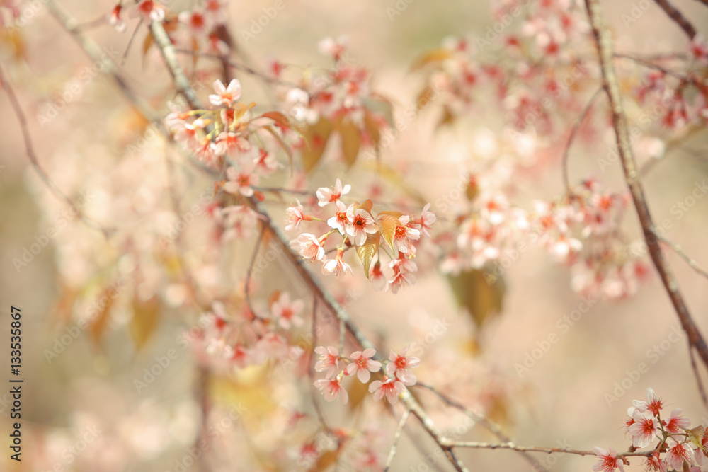 Fototapeta premium Wild Himalayan Cherry spring blossom