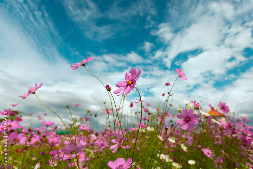 Cosmos flower blossom in garden Cosmos flower blossom in garden