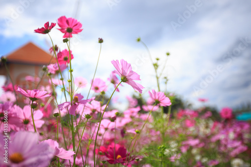 Obraz na płótnie Cosmos flower blossom in garden w salonie