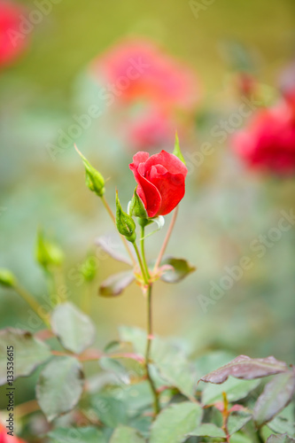 Rose flower in garden