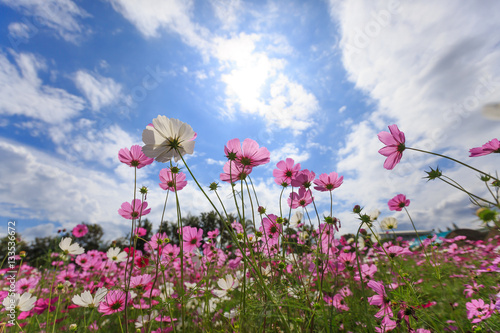 Cosmos flower blossom in garden