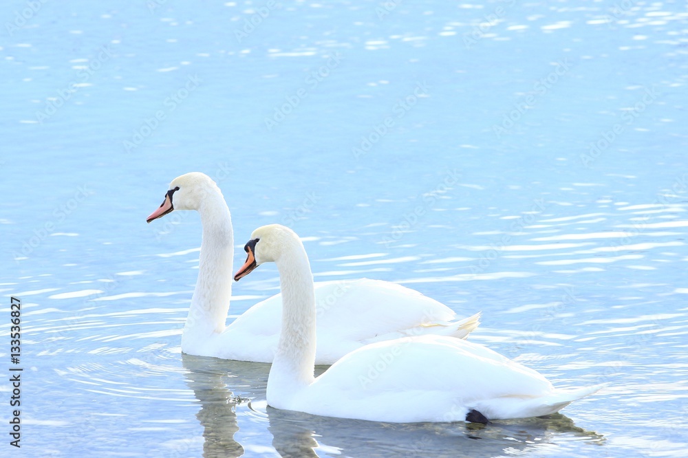 Fototapeta premium Swans on lake