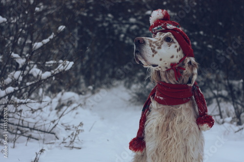 Vintage fashion and style New Year and Christmas: big white spotty dog of hunting breed English Setter portrait wearing red hat and scarf posing in snow and forest on winter wonderland background photo