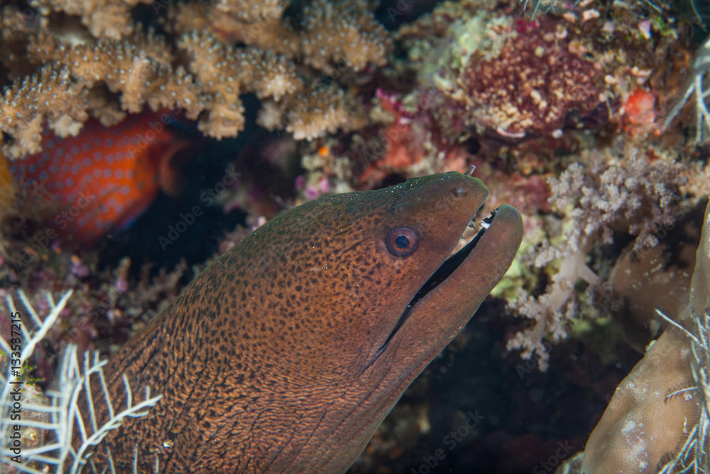 Big black moray close-up. Sipadan island. Celebes sea. Malaysia. Big black moray close-up. Sipadan island. Celebes sea. Malaysia.
