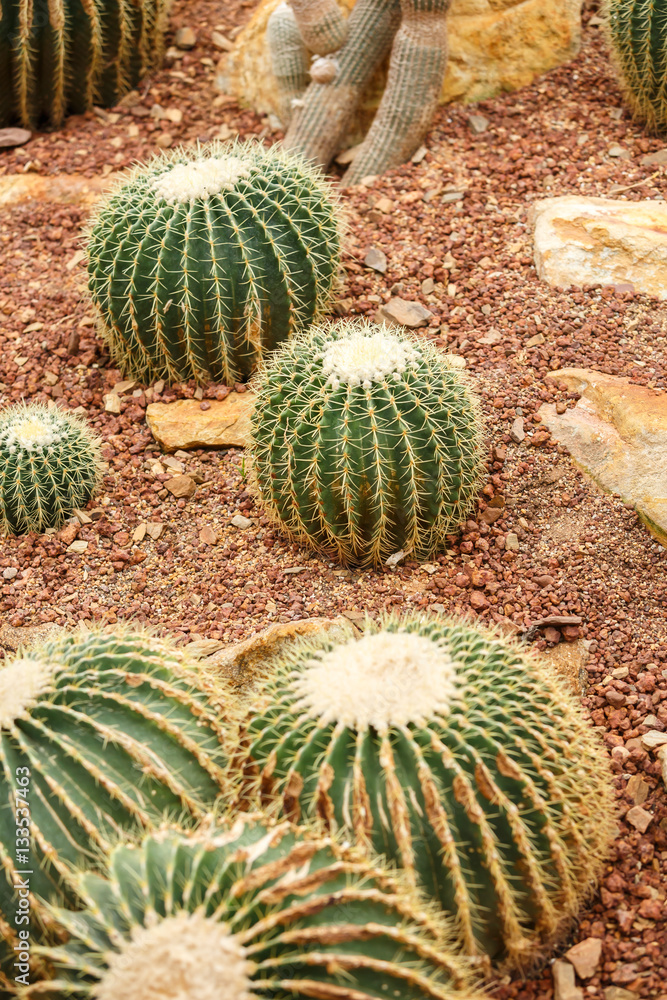 Cactus on arid area Cactus on arid area
