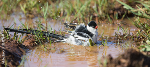 Pin-tailed Whydah washing in a pool of brown water photo