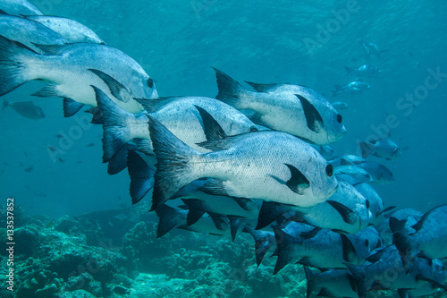 Snapper fish shoal. Sipadan island. Celebes sea. Malaysia.