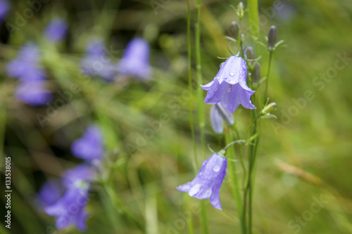 Close-up of a Blue bell in bloom, a popular flower of Scotland