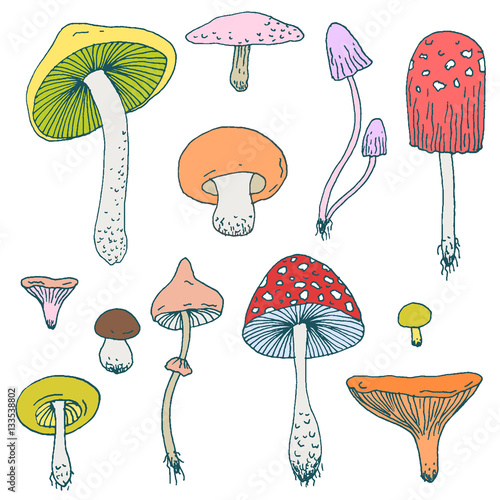 Set of Forest mushrooms - vector hand drawn colorful sketch. Collection of different mushrooms with roots, real eatable and poisoned boletus