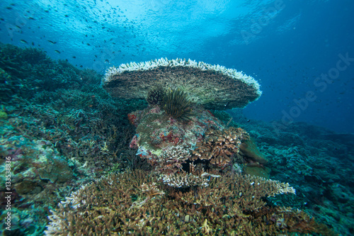 Underwater landscape. Sipadan island. Celebes sea. Malaysia..