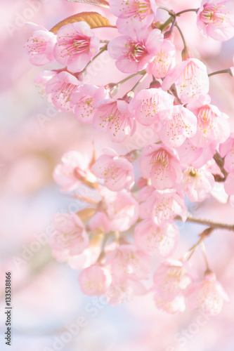 Vintage photo of pink flower background wild Himalayan Cherry (P