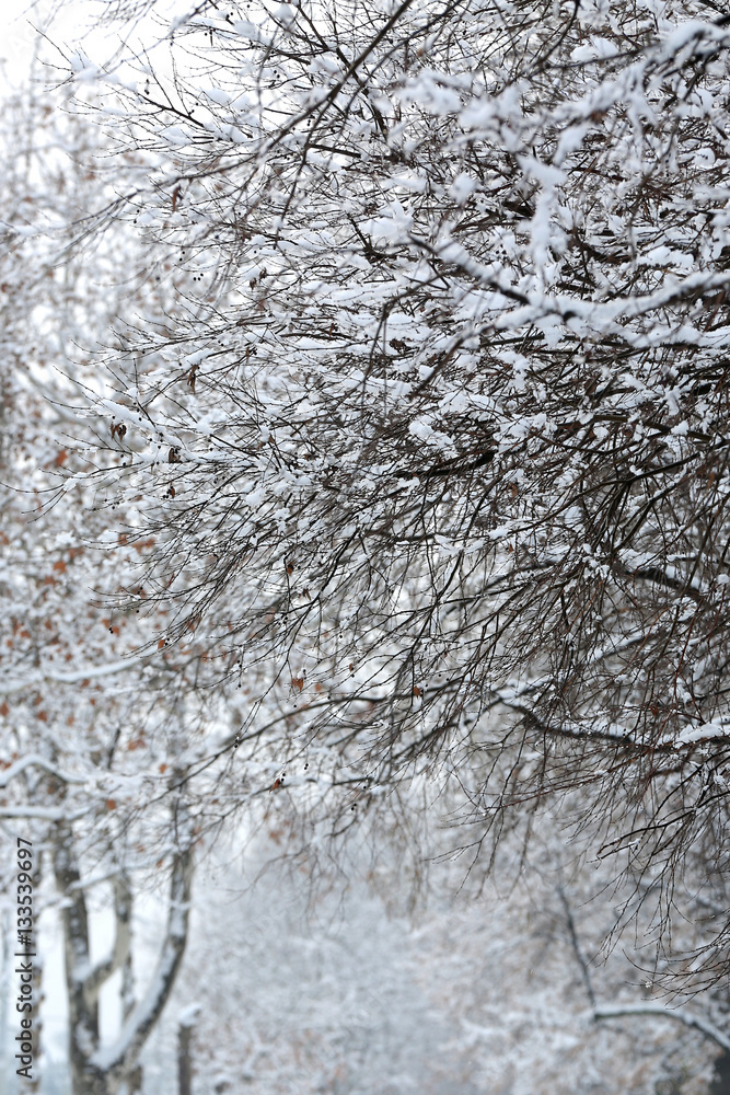Trees with snow in winter park Trees with snow in winter park