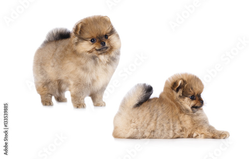 Pomeranian dog puppy cute pets happy