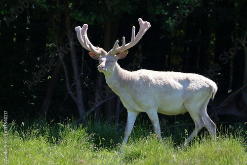 Albino white deer
