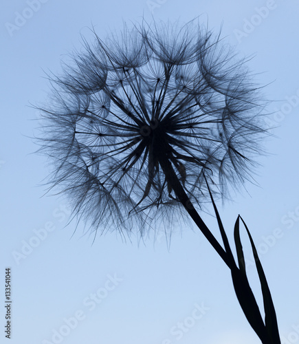 Fototapeta Naklejka Na Ścianę i Meble -  Dandelion silhouette fluffy flower on blue sunset sky