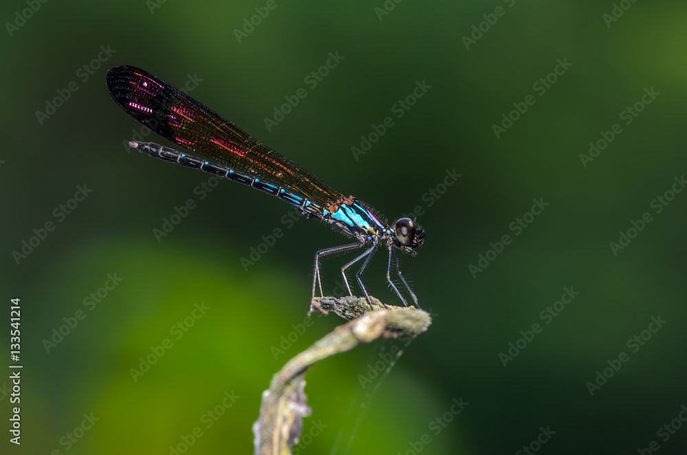 Beautiful dragonfly on branch with green background. Beautiful dragonfly on branch with green background.