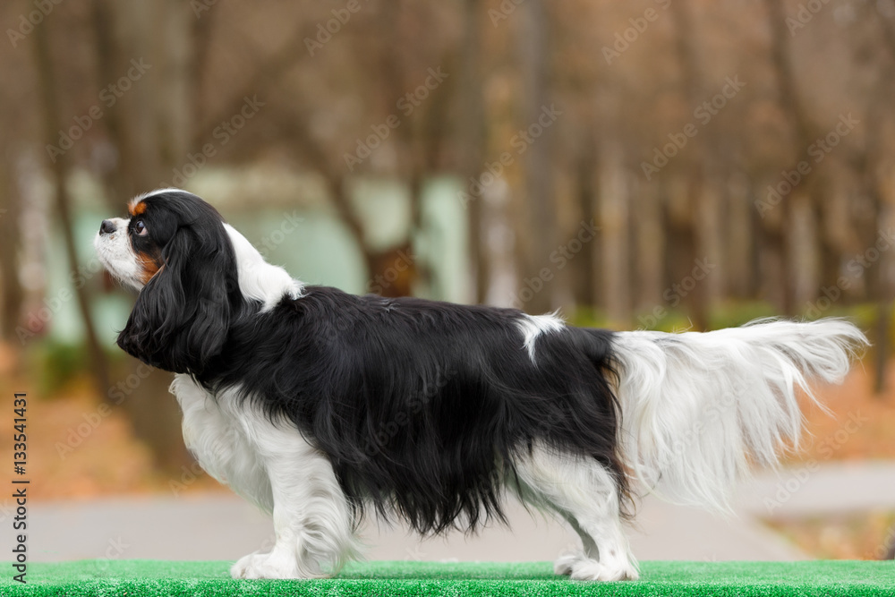 The dog breed Cavalier King Charles Spaniel brown and white close-up The dog breed Cavalier King Charles Spaniel brown and white close-up