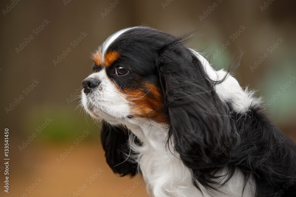 The dog breed Cavalier King Charles Spaniel brown and white close-up