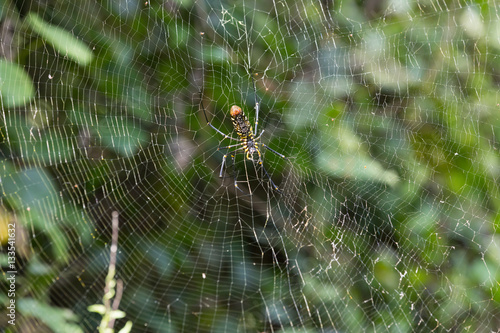 spider - Nephila inaurata madagascariensis in forest