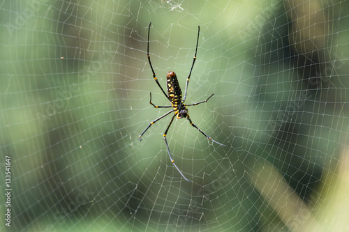 large tropical spider in nature on green background