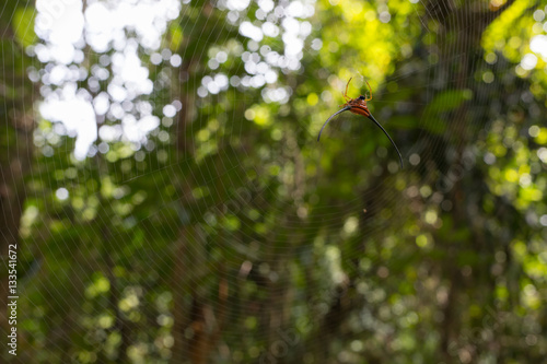 Spider - Gasteracantha geminata photo