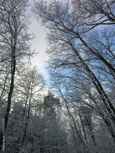 Fototapeta tree