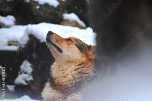 Dog in the snow photo