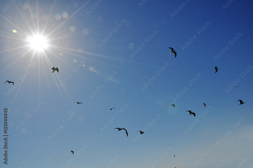 Birds in the sky Birds in the sky