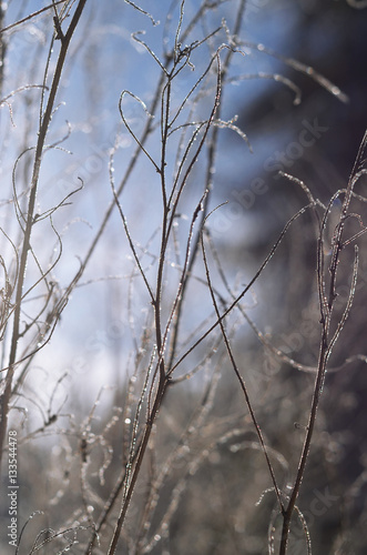  fabulously beautiful winter twigs