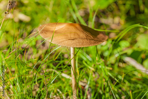 view of a single mushroom
