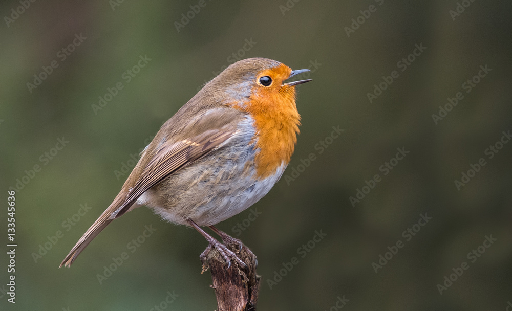 Singing Robin Singing Robin