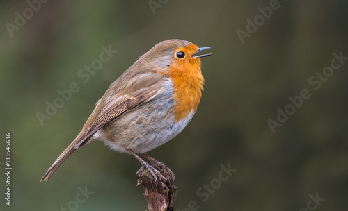 Singing Robin © Stef Bennett