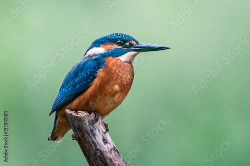 Kingfisher © Stef Bennett