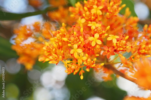Saraca indica with orange flowers in garden  
