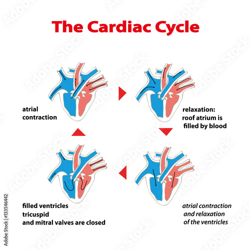 Heart cycle. Cardiac cycle of heart on white isolated. Cardiac cycle info graphic.Cycle of heart valves operation.